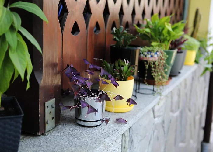 U Mikolajczykow שצ'בניצה